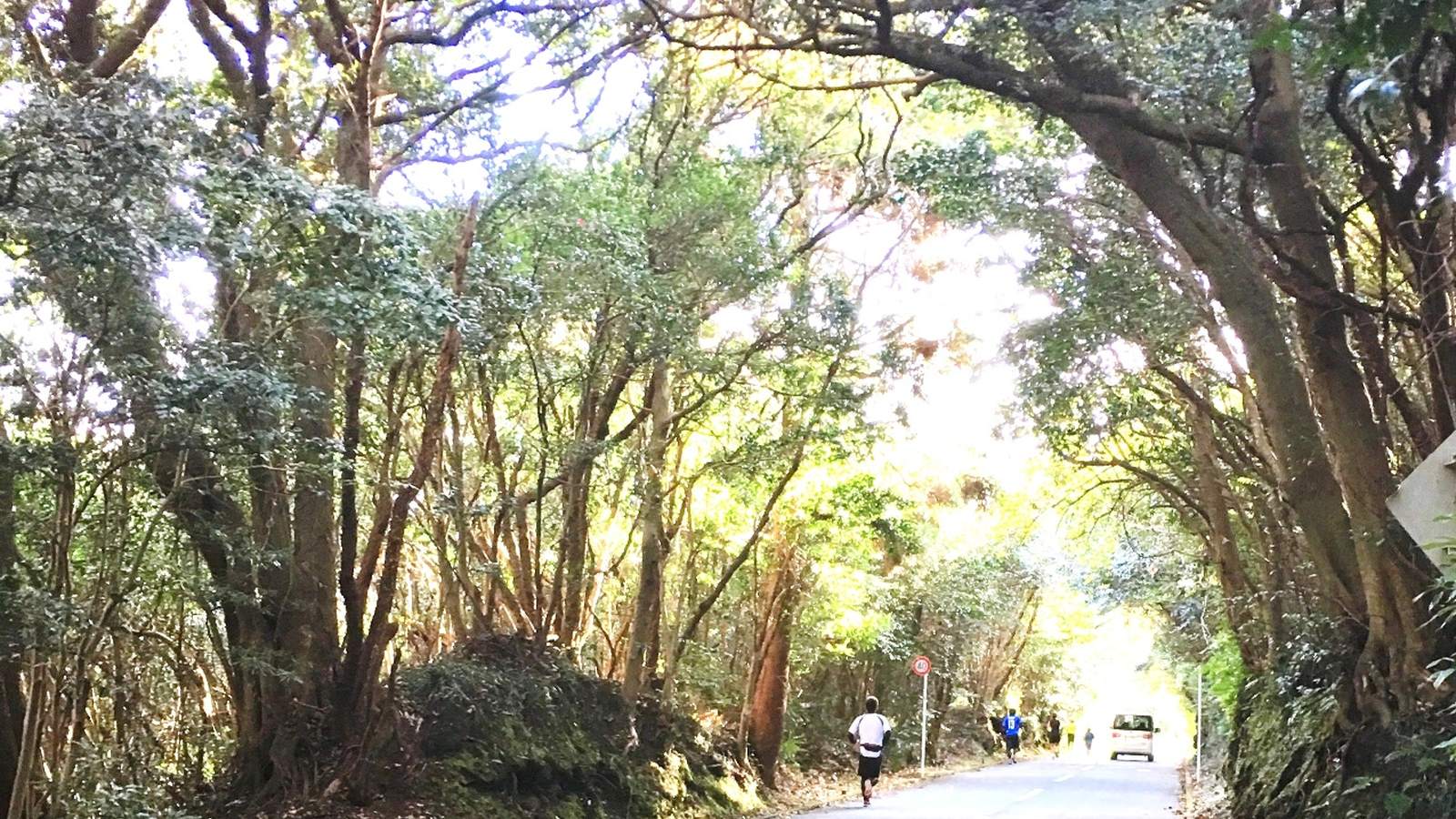 伊豆大島の椿のトンネルを走り抜けるランナー